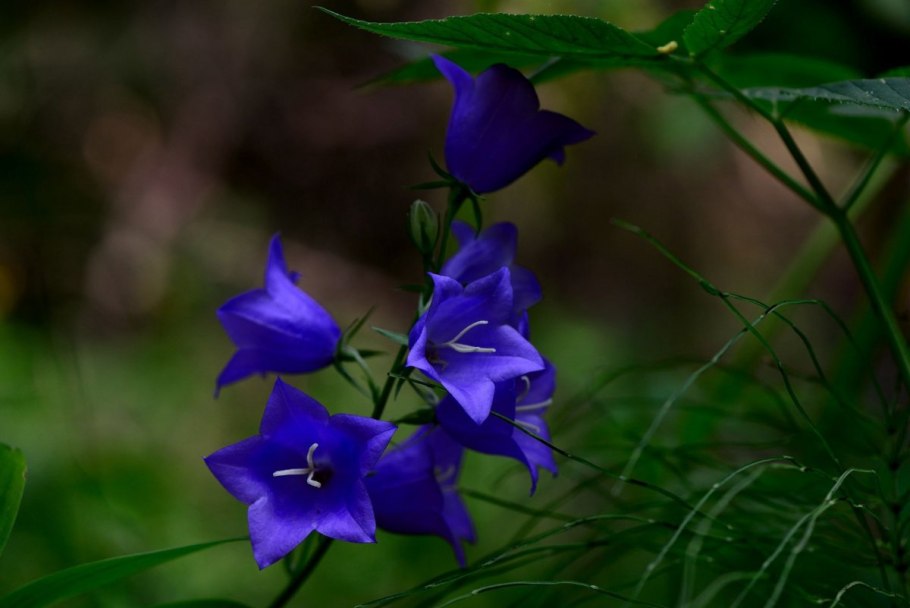 Колокольчик персиколистный