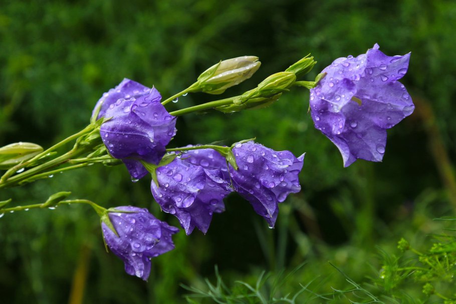 Колокольчик поникающий