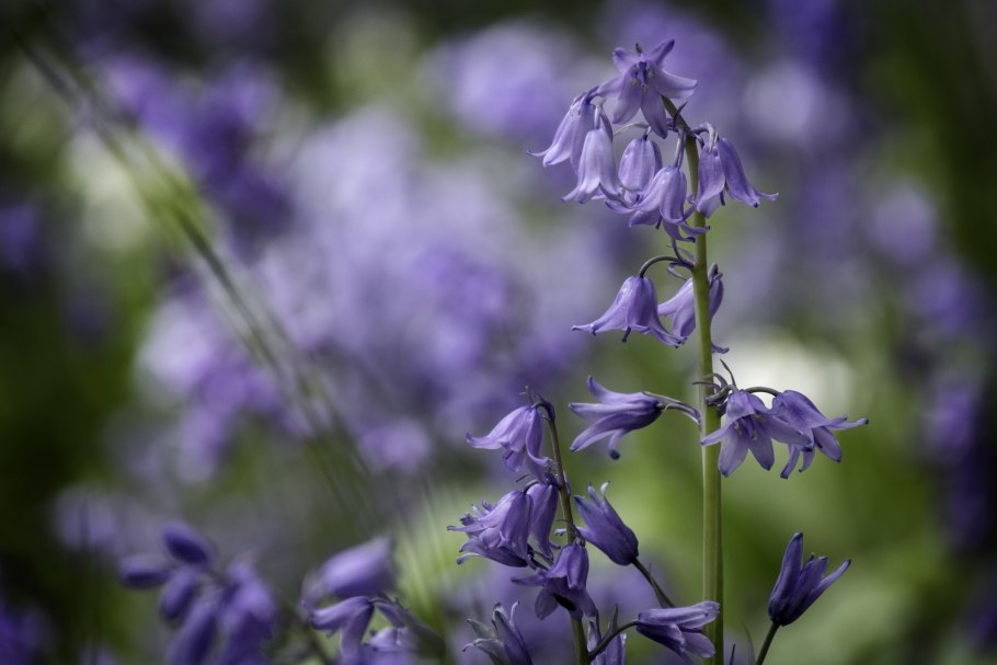 Колокольчик "цветы"