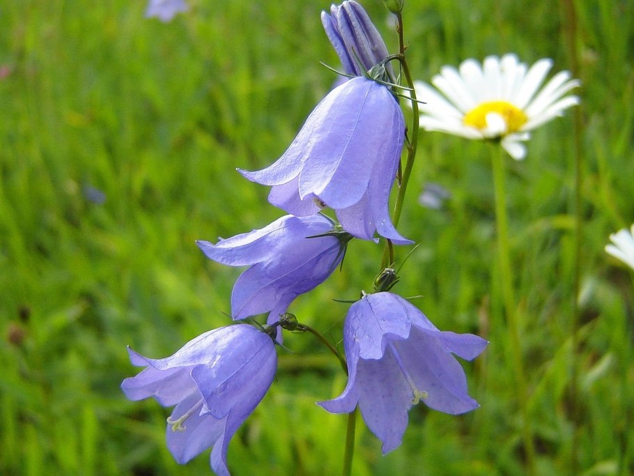 Колокольчик мелкоцветковый