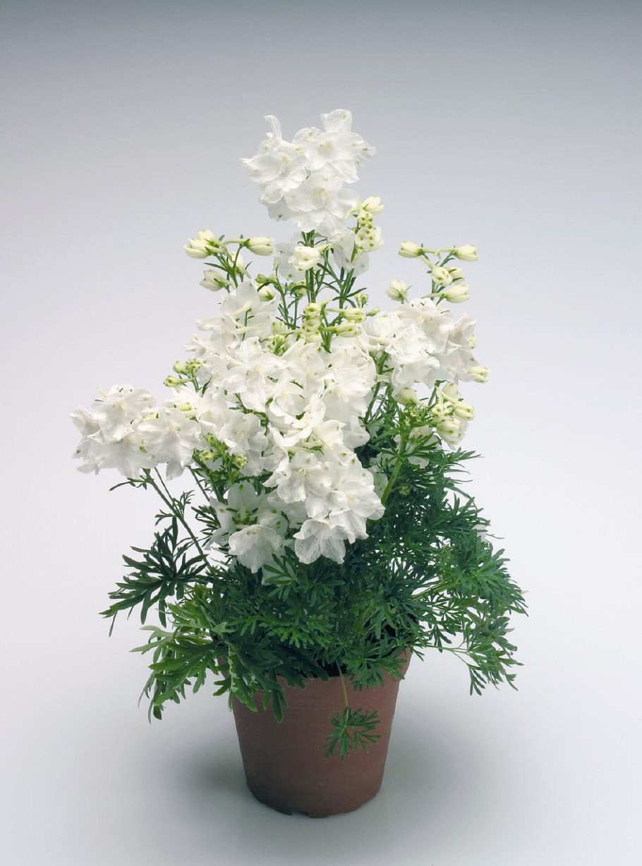 Дельфиниум саммер