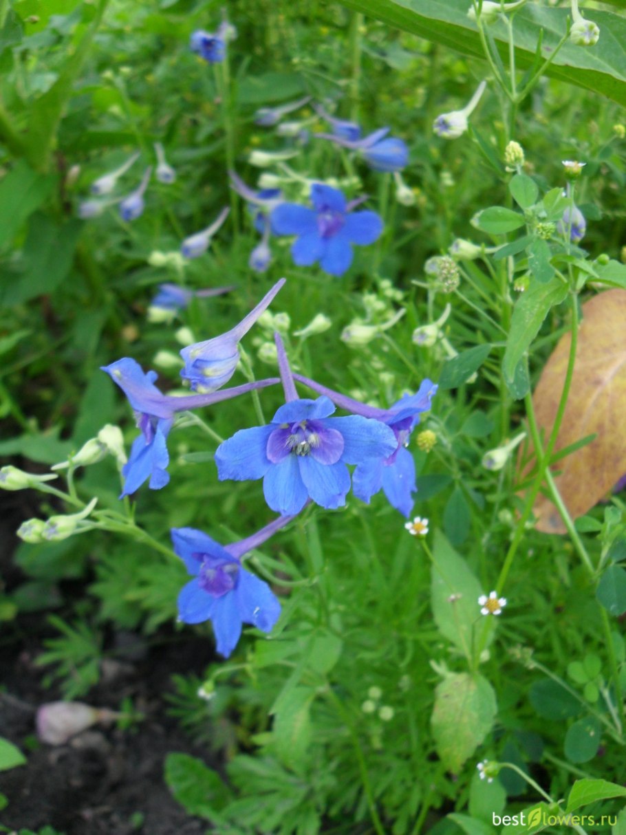 Дельфиниум низкорослый многолетний