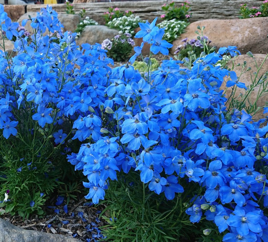 Дельфиниум грандифлора