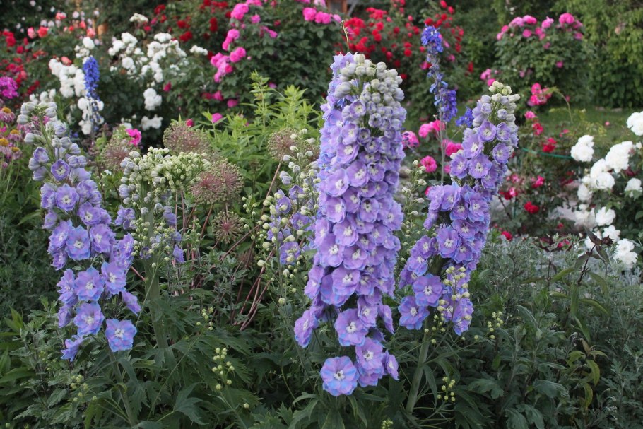 Дельфиниум Пинк Пауэр