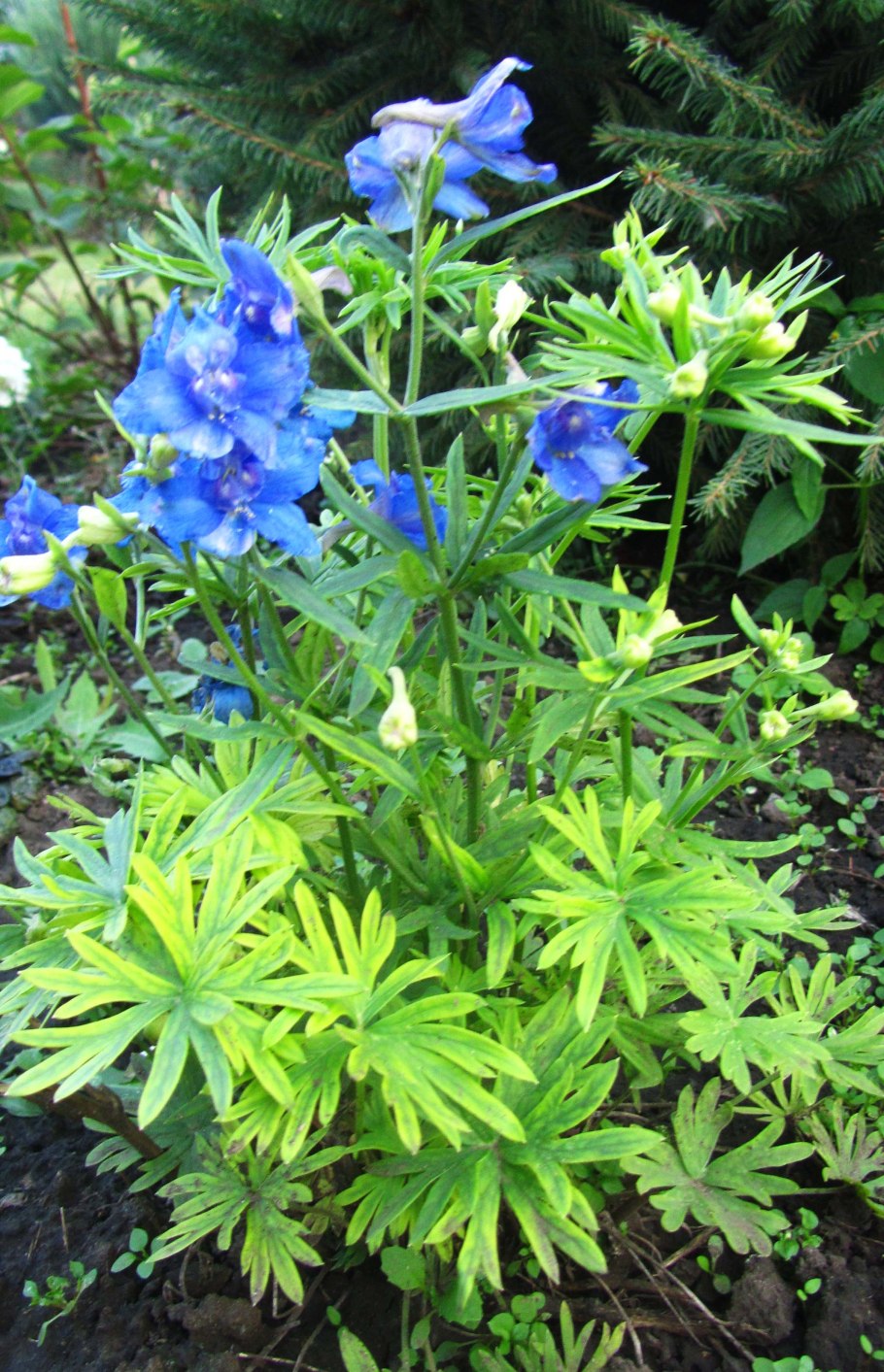 Дельфиниум карликовый многолетний