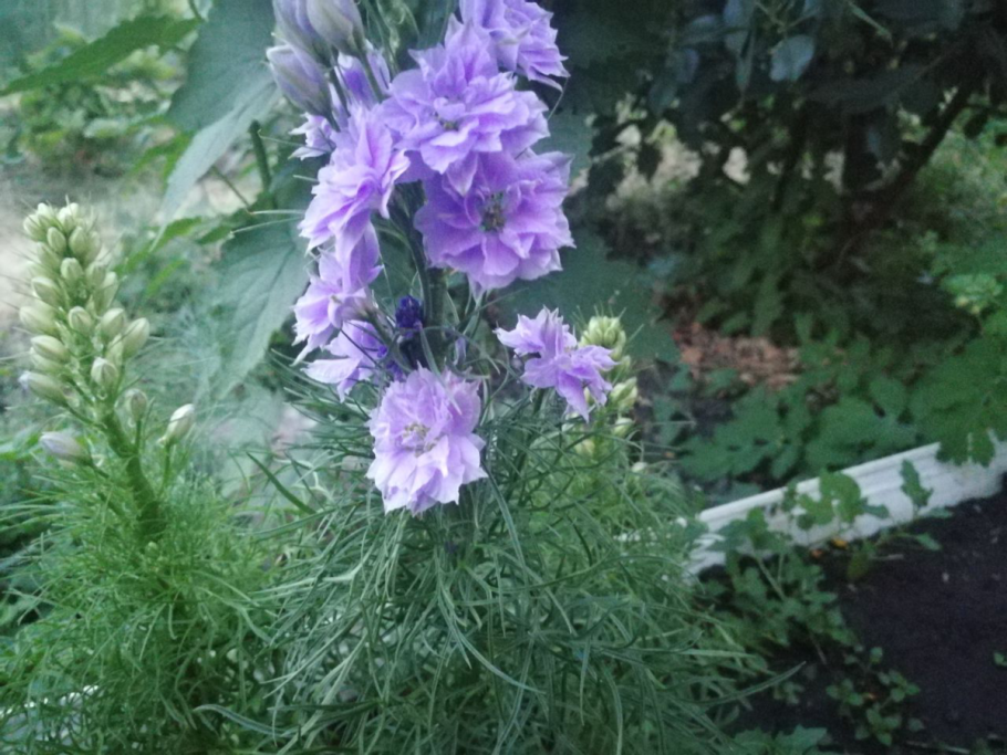 Дельфиниум Баттерфляй микс