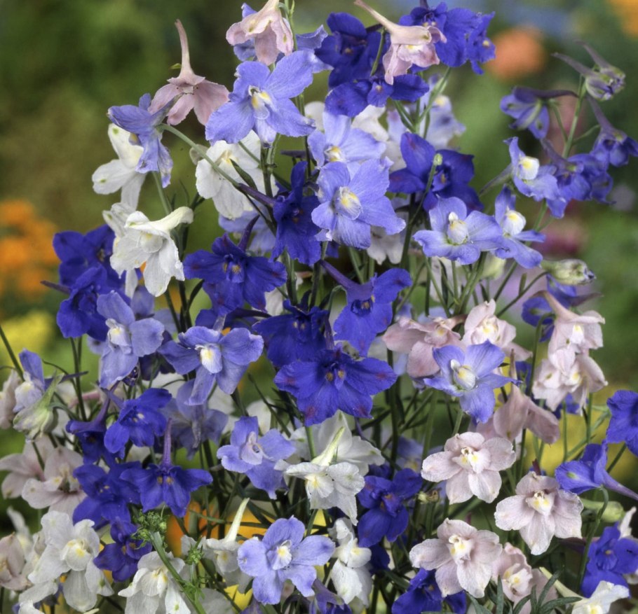 Дельфиниум крупноцветковый Баттерфляй