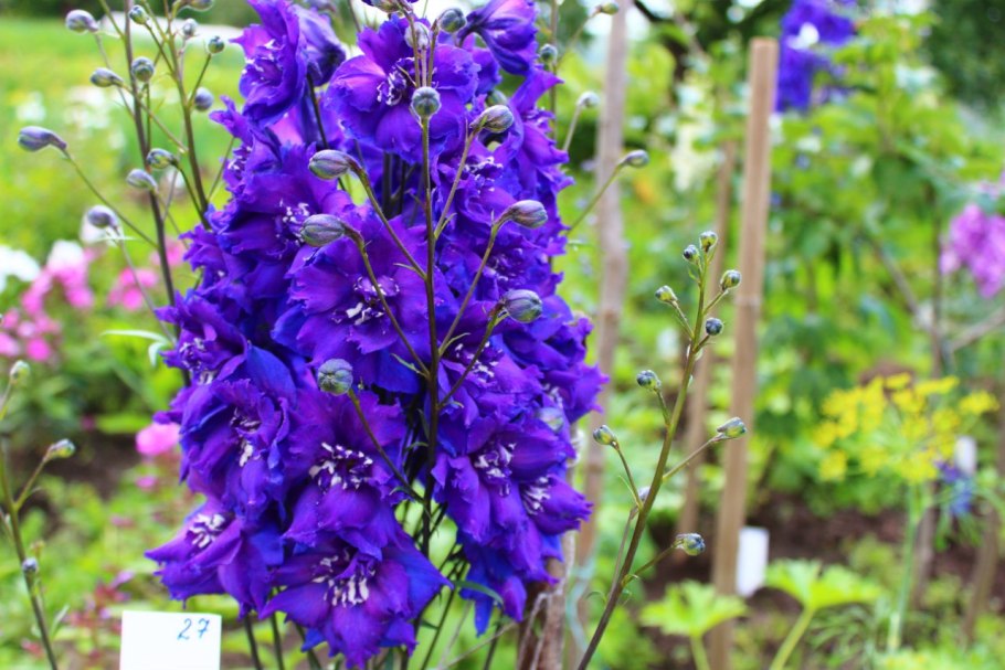 Дельфиниум Гуинвере