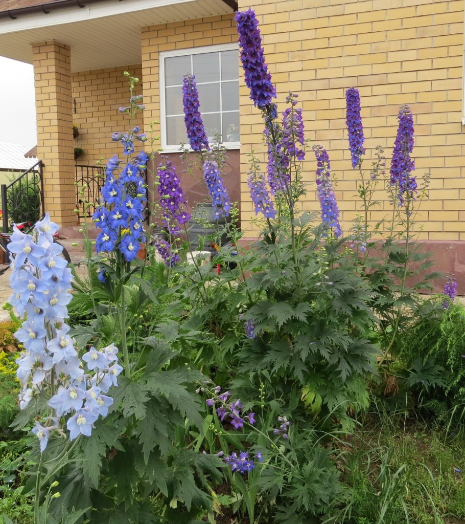 Люпин, Аконит, дельфиниум