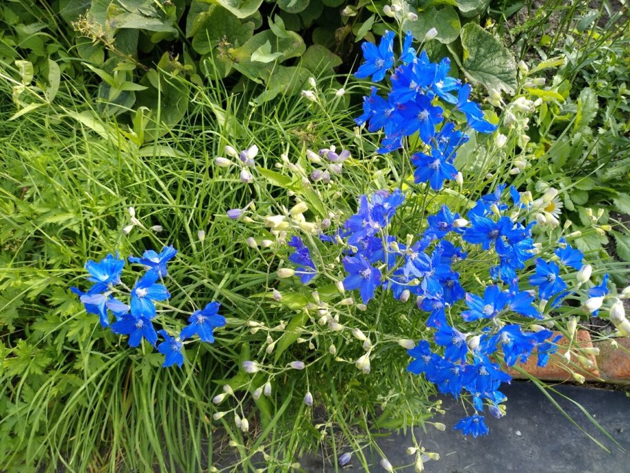 Дельфиниум низкорослый многолетний