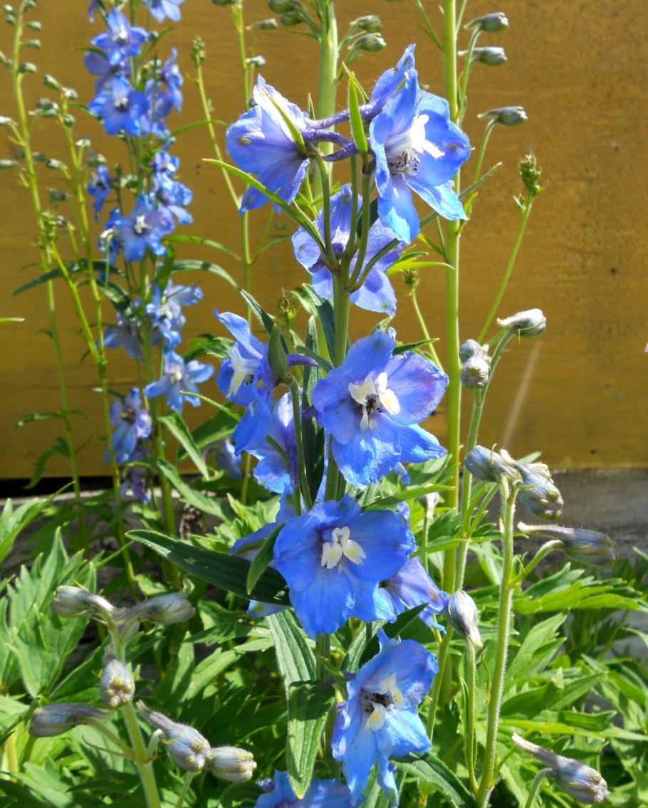 Дельфиниум Роял Аспирейшн