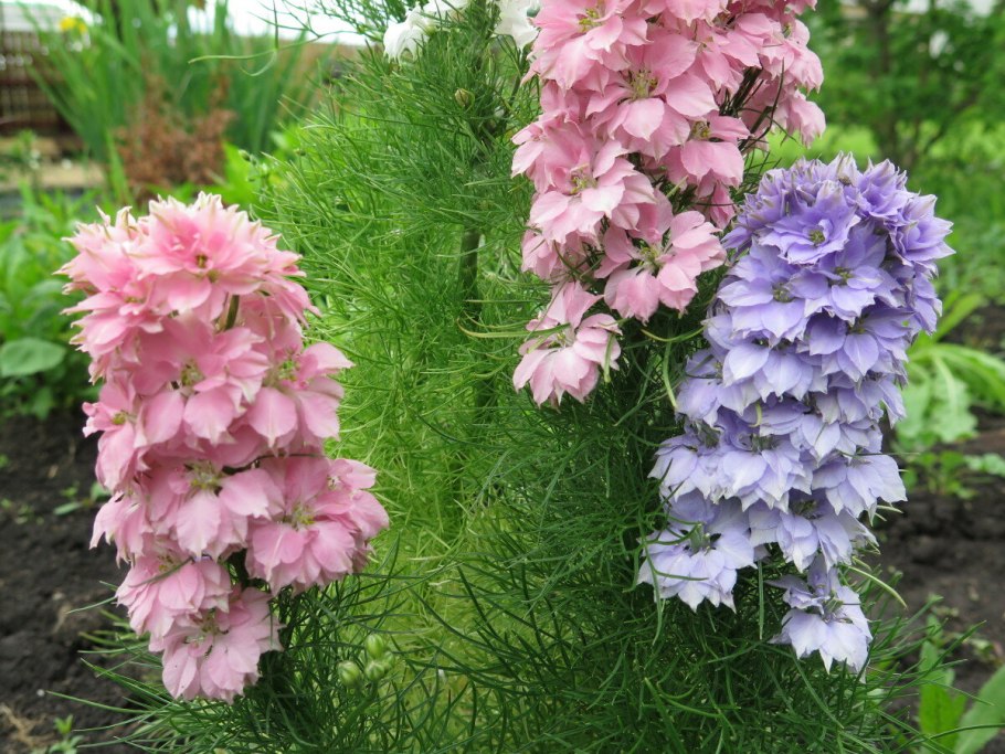 Дельфиниум гиацинтовый однолетний