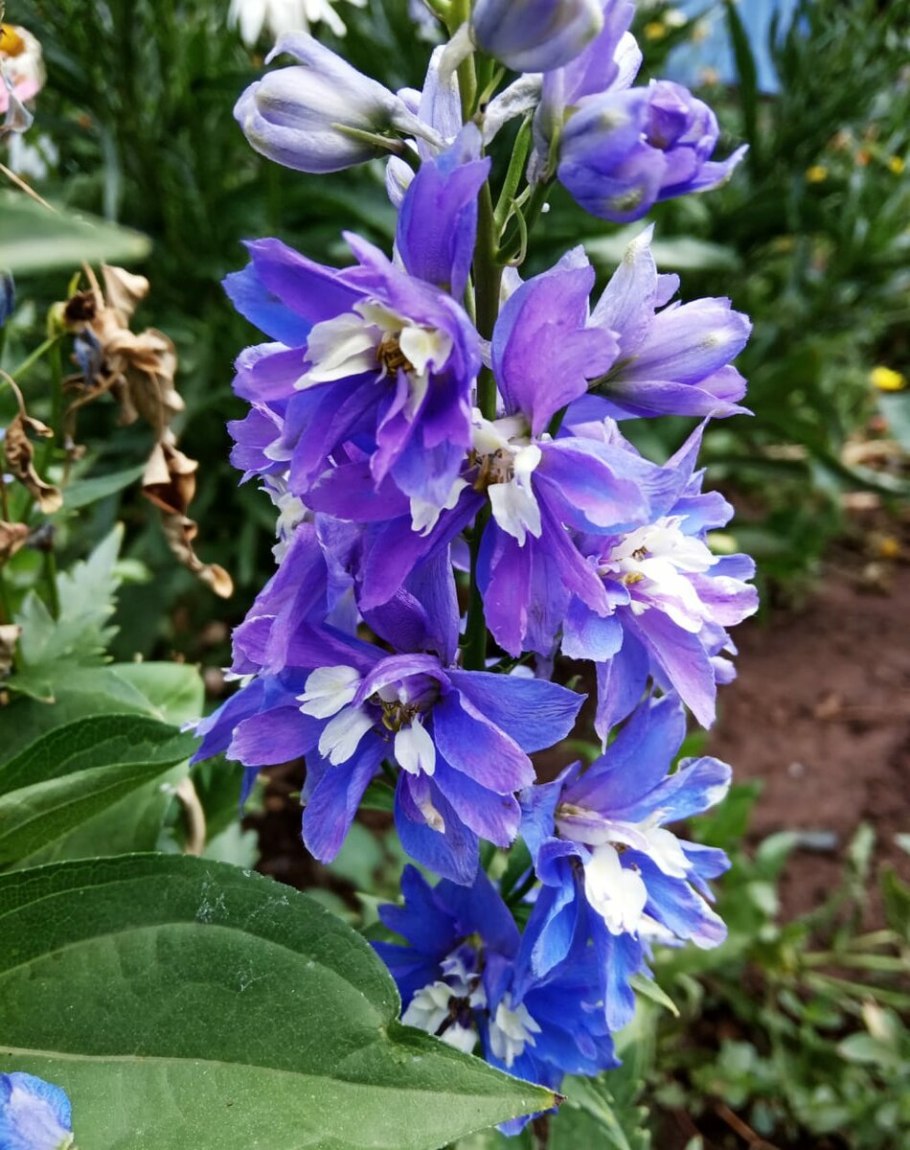 Дельфиниум махровый