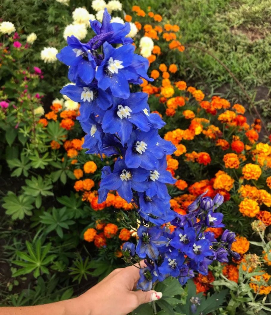 Дельфиниум карликовый