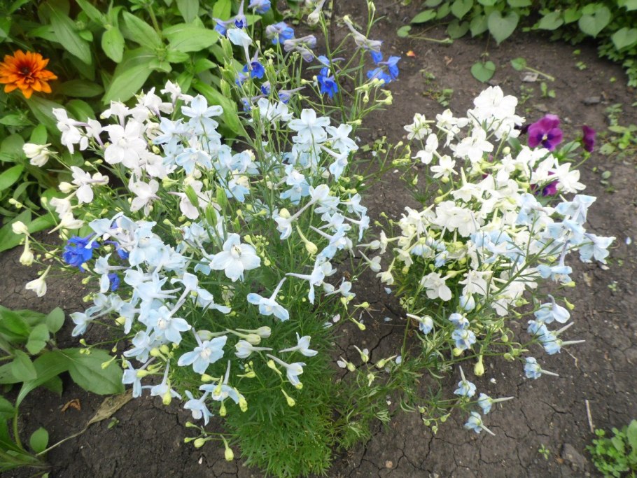 Дельфиниум крупноцветковый белая бабочка