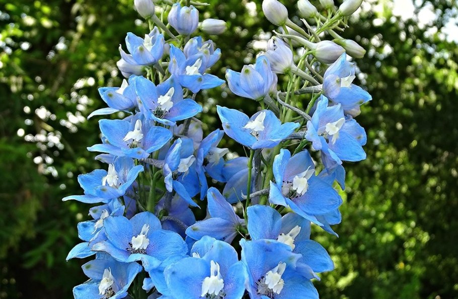 Дельфиниум Меджик Фонтейн