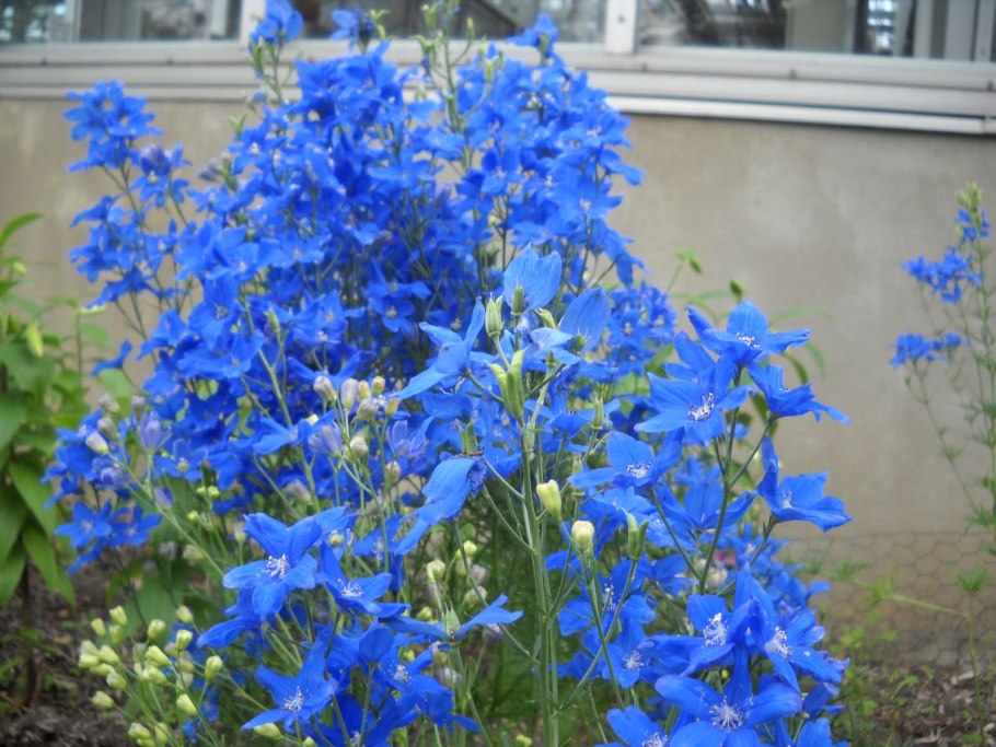 Дельфиниум китайский