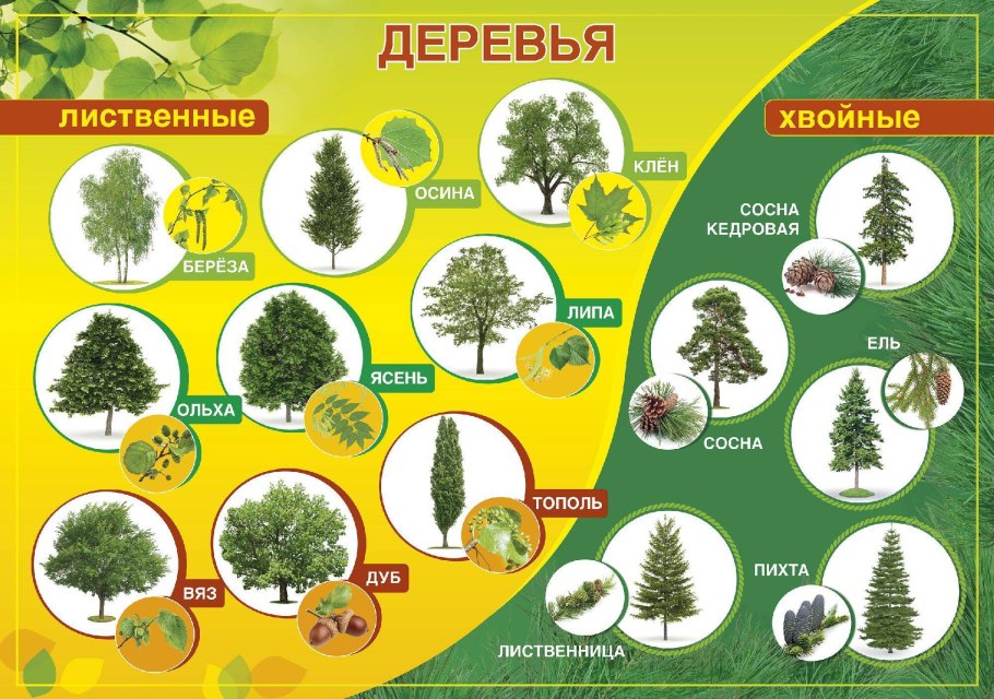 Хвощовые деревья названия