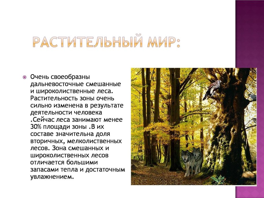 Зона лесов смешанные широколиственные растительный мир