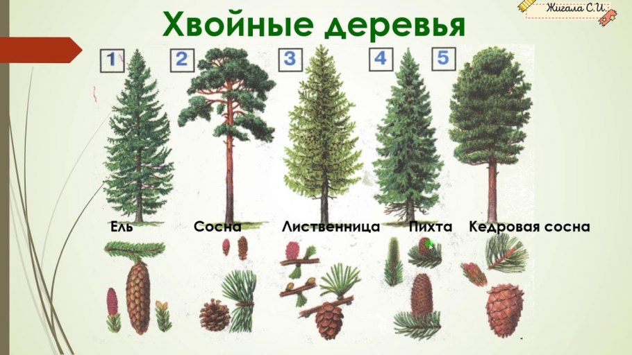 Ель сосна Кедровая сосна пихта лиственница