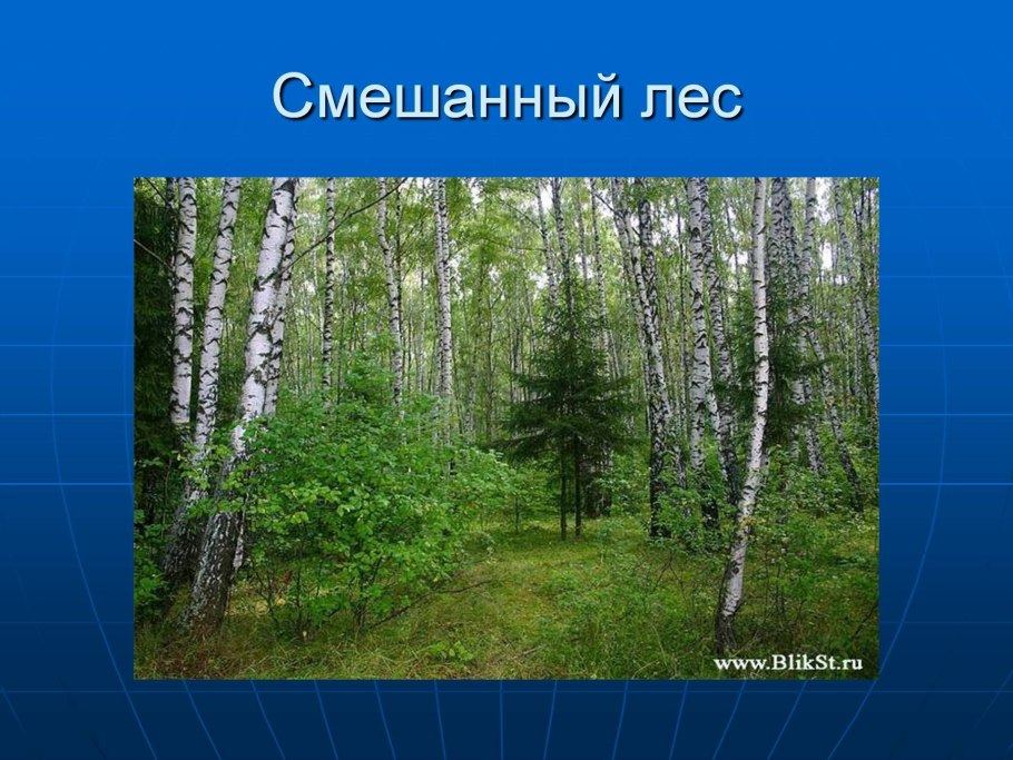 Смешанный лес