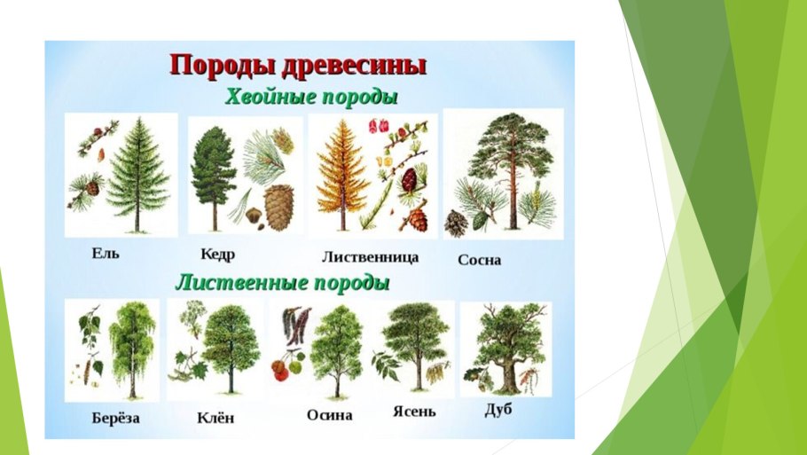 Тополь хвойное дерево