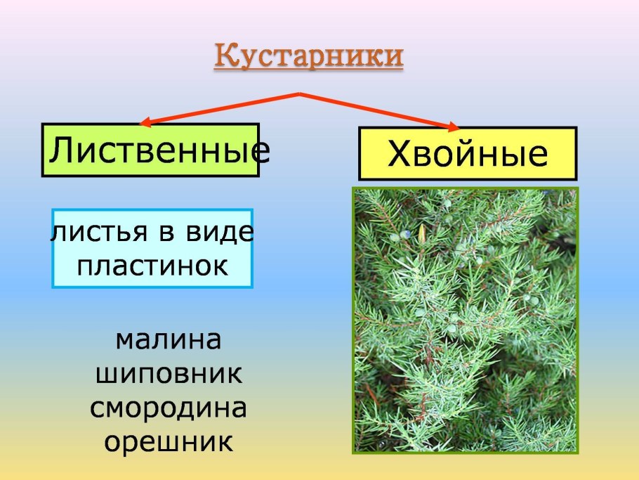 Кустарники лиственные и хвойные