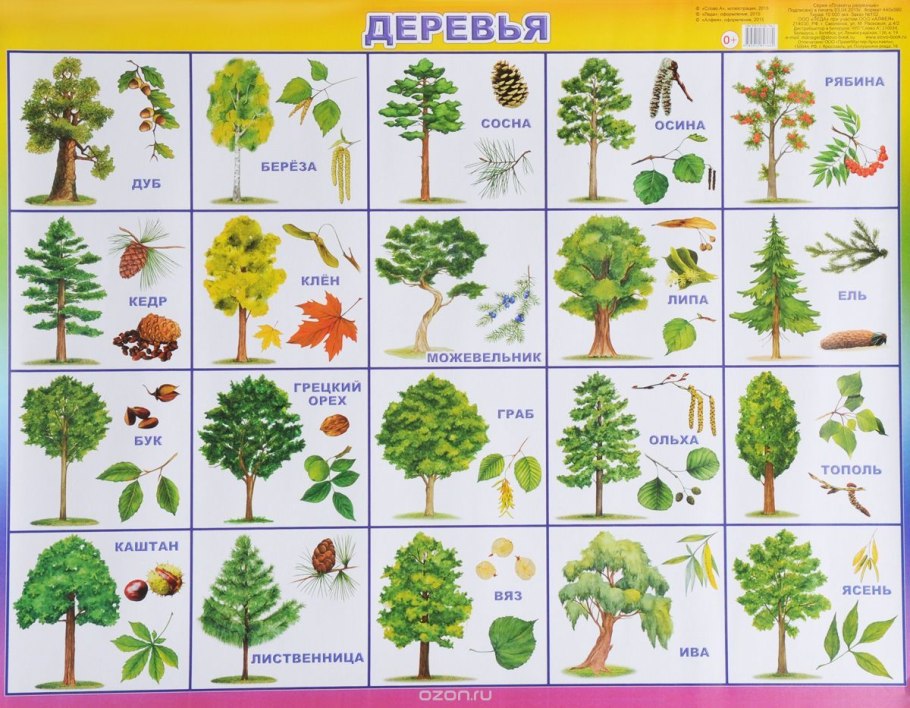 Лиственные деревья для детей дошкольного возраста