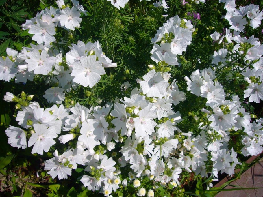 Мальва мускусная