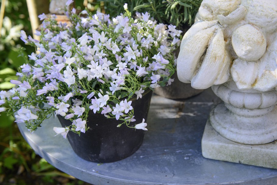 Кампанула в горшке