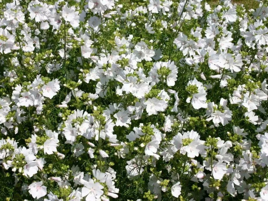 Мальва мускусная Альба