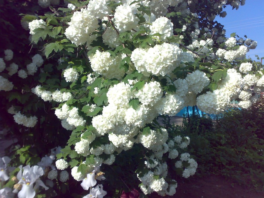 Цветок невеста многолетник