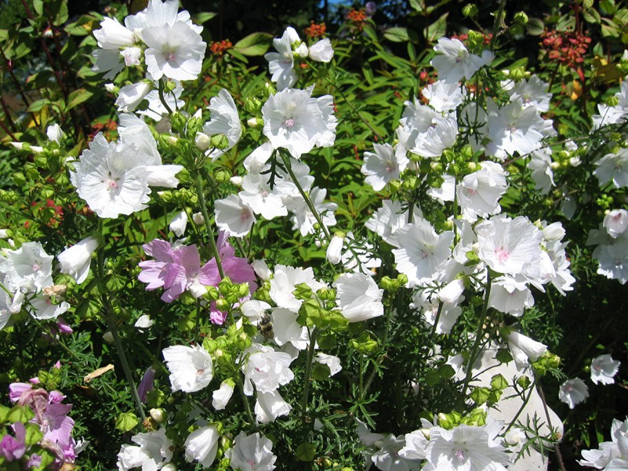 Мальва мускусная Альба