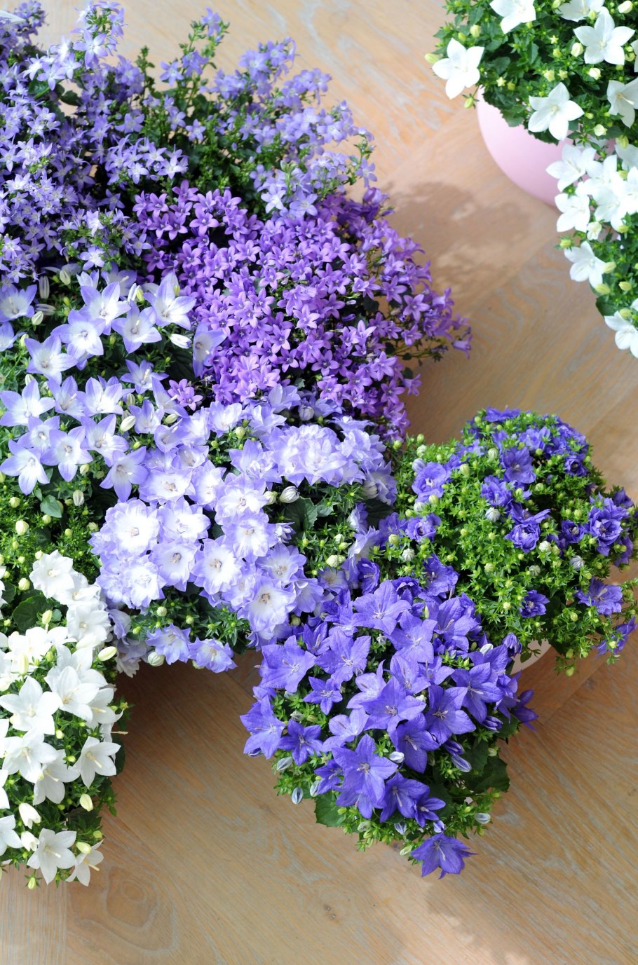 Кампанула Портеншлага синяя