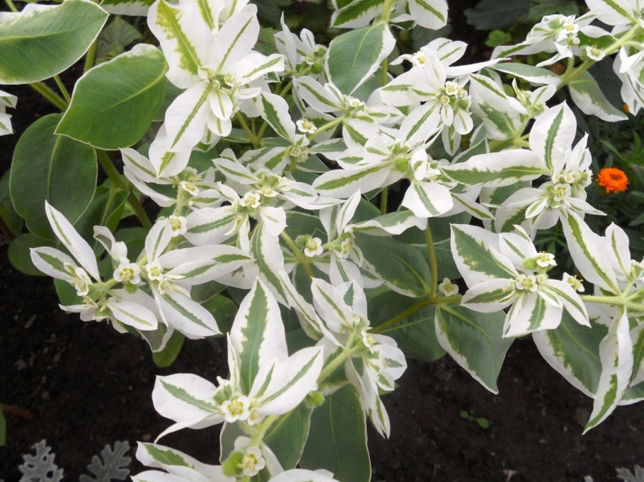 Молочай окаймленный