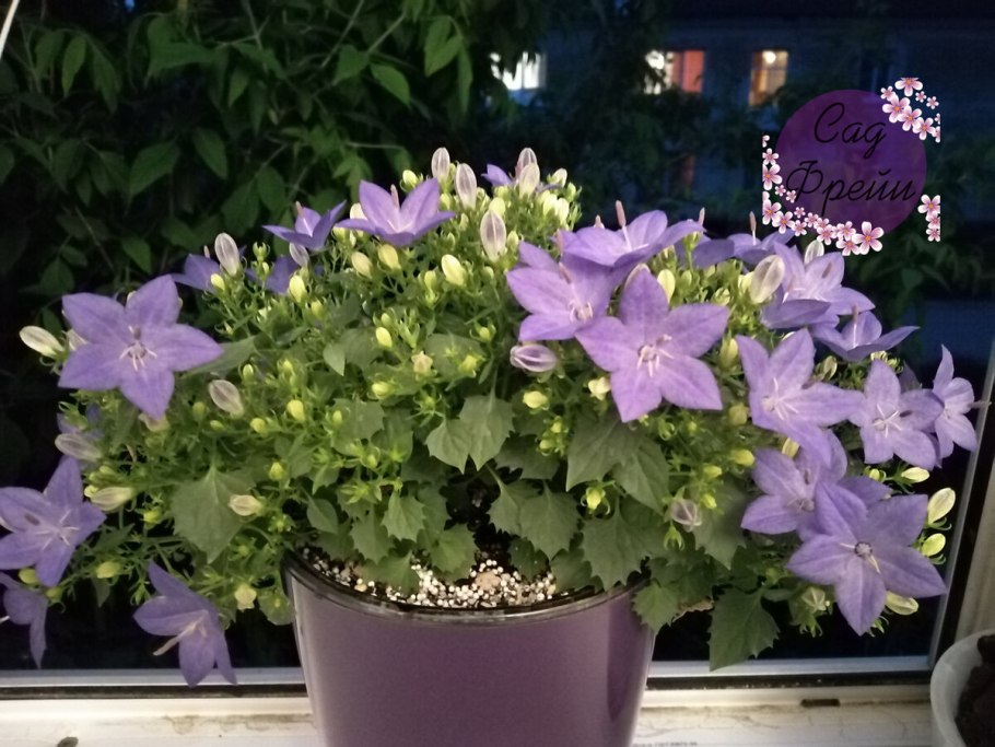 Кампанула Аданса