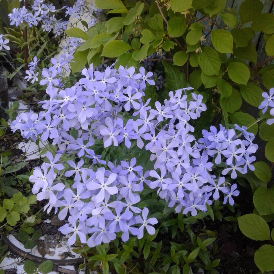 Цветок невеста многолетник