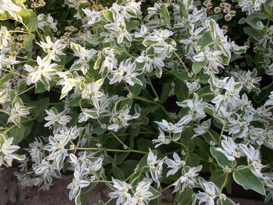 Молочай окаймленный