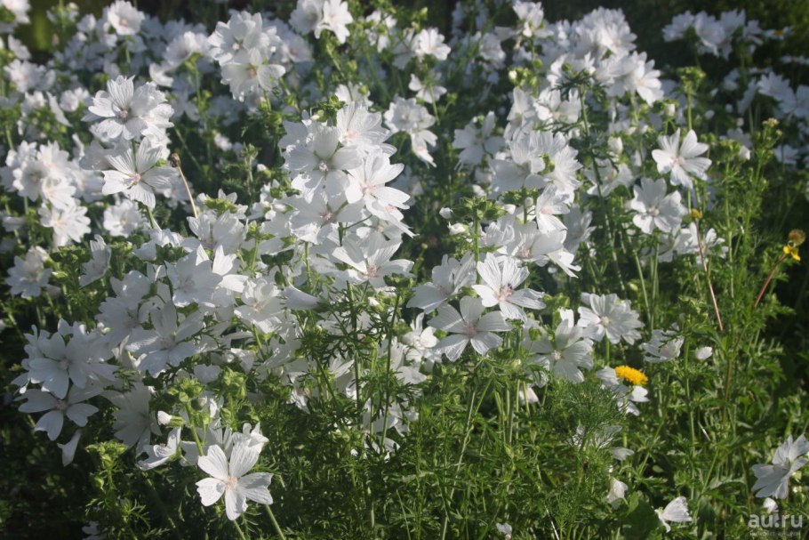 Мальва мускусная rosea