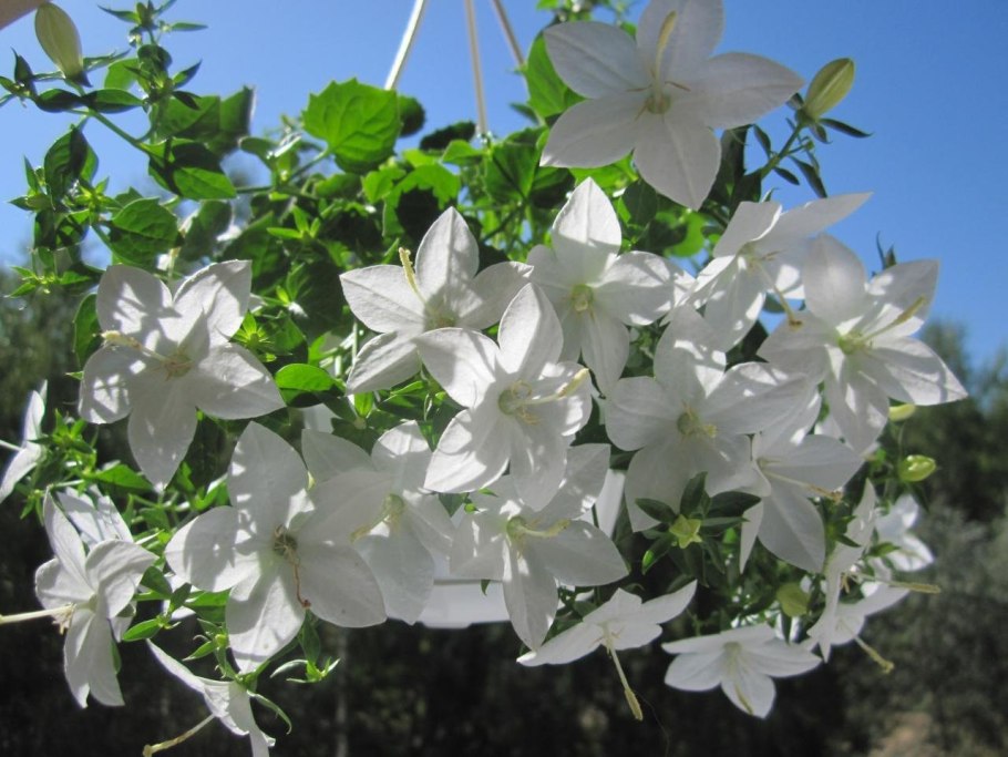 Кампанула белая Альба