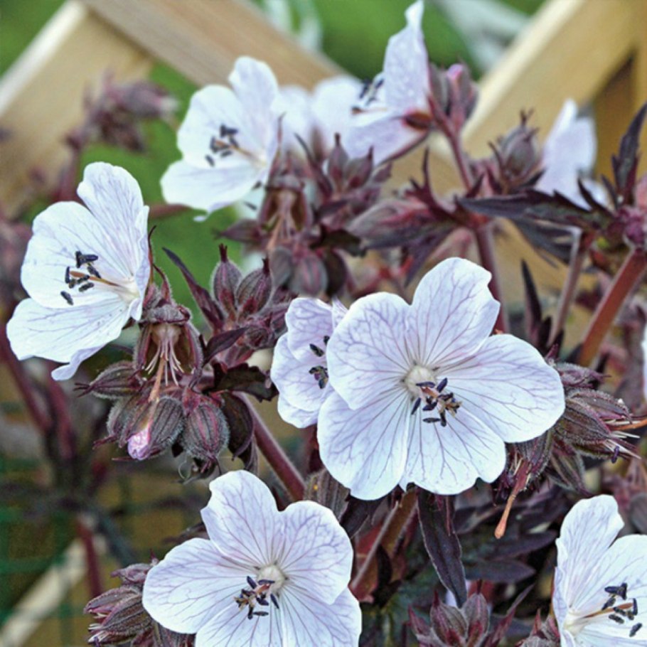 Герань краснолистная Садовая