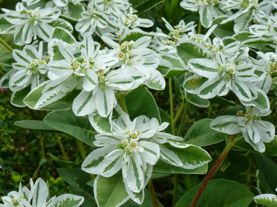 Молочай окаймленный Снежная вершина