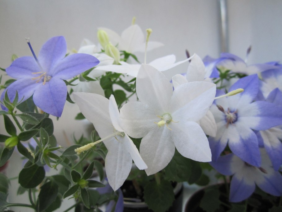 Кампанула Дублин биколор