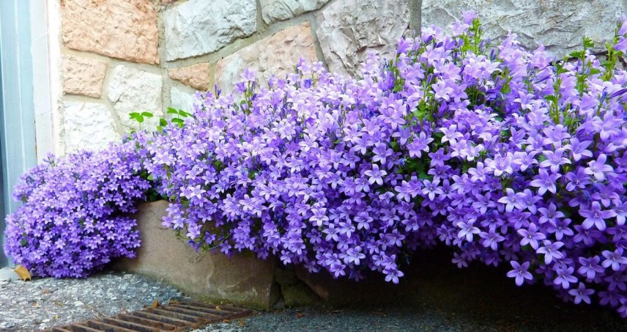 Колокольчик Портеншлага Катарина