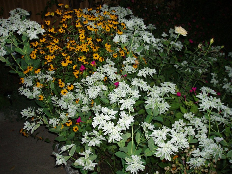 Молочай окаймленный самосев