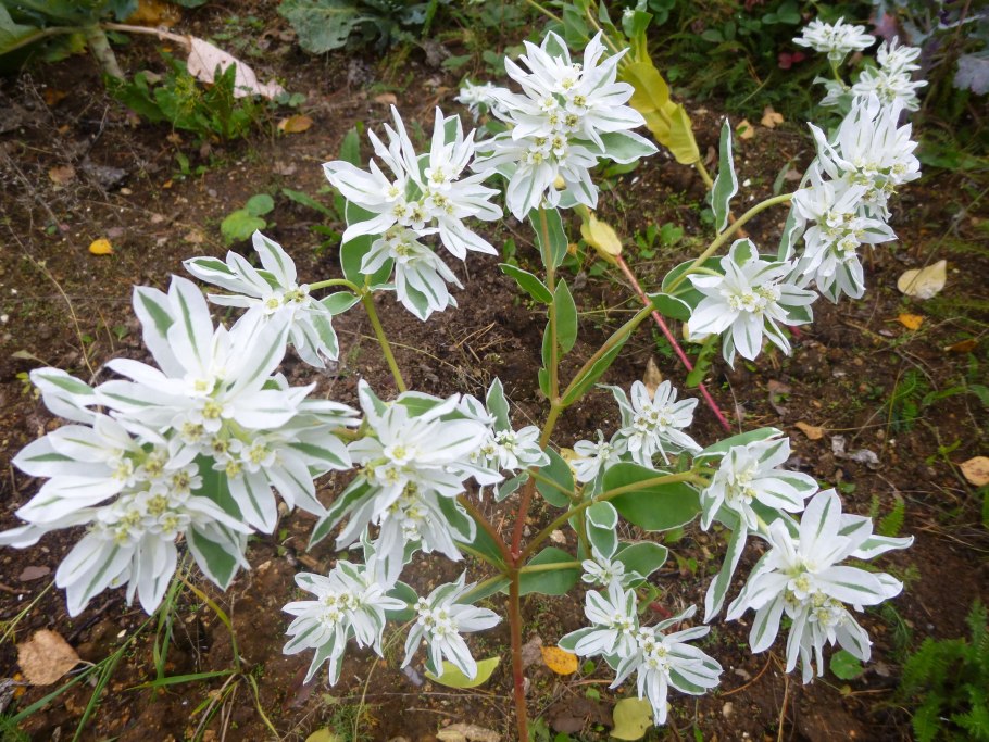 Молочай окаймленный (Маргината)