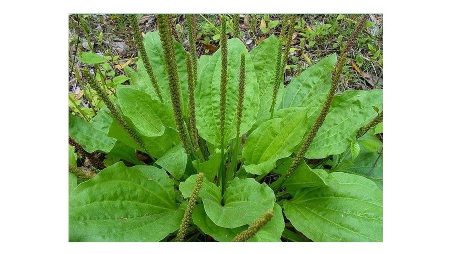 Папоротник подорожник