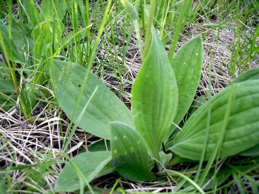 Подорожник ланцетолистный лист