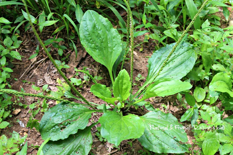 Подорожник Кузбасс