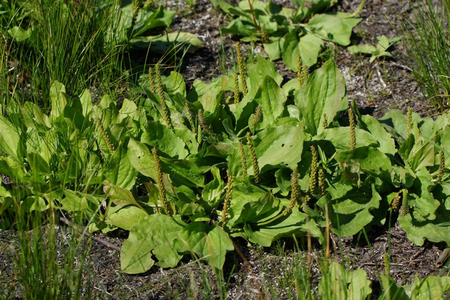 Plantago Major